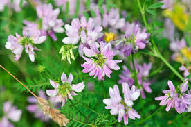 Attēlu rezultāti vaicājumam “Astragalus danicus leaf”