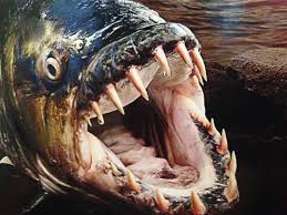 Image result for Goliath Tigerfish