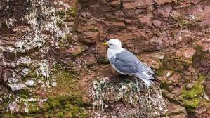 Attēlu rezultāti vaicājumam “Rissa tridactyla nest”