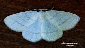 Attēlu rezultāti vaicājumam “Cabera pusaria”