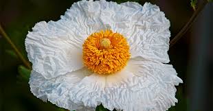 Image result for Romneya coulteri