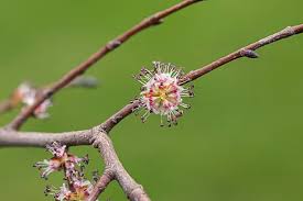 Attēlu rezultāti vaicājumam “Ulmus laevis flower”