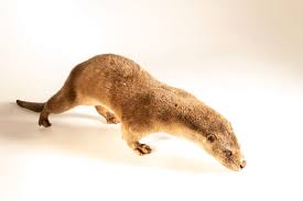 Attēlu rezultāti vaicājumam “Lutra lutra”