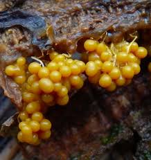 Attēlu rezultāti vaicājumam “Badhamiopsis ainoae sessile”