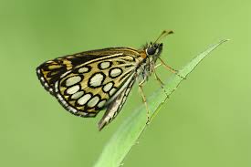 Attēlu rezultāti vaicājumam “Heteropterus morpheus underside”
