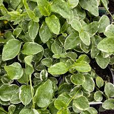 Attēlu rezultāti vaicājumam “Vinca minor leaf”