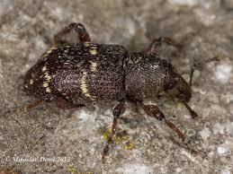 Attēlu rezultāti vaicājumam “Hylobius pinastri”