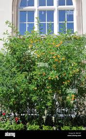 Image result for Colutea arborescens