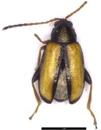 Attēlu rezultāti vaicājumam “Phyllotreta sp.”