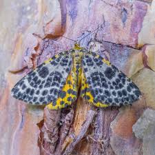 Attēlu rezultāti vaicājumam “Arichanna melanaria”