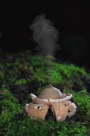 Attēlu rezultāti vaicājumam “Geastrum”