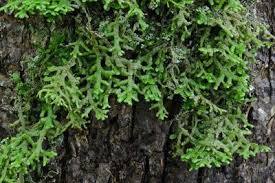 Attēlu rezultāti vaicājumam “Porella platyphylla macro”