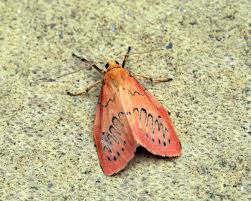 Attēlu rezultāti vaicājumam “Miltochrista miniata”