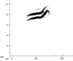 Image result for Vermivora peregrina