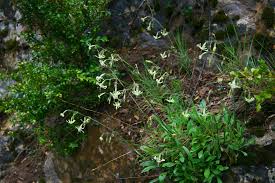Attēlu rezultāti vaicājumam “Silene nutans”