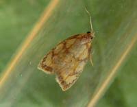 Attēlu rezultāti vaicājumam “Acleris bergmanniana”