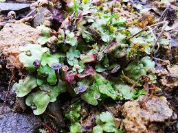 Attēlu rezultāti vaicājumam “Preissia quadrata”