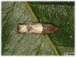 Attēlu rezultāti vaicājumam “Notocelia roborana”