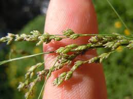 Attēlu rezultāti vaicājumam “Glyceria striata”