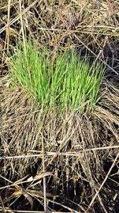 Attēlu rezultāti vaicājumam “Carex cespitosa”