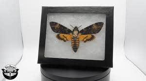 Attēlu rezultāti vaicājumam “Capsodes gothicus imago”