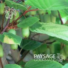 Attēlu rezultāti vaicājumam “Actinidia kolomikta fruit”