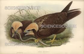 Attēlu rezultāti vaicājumam “Circus aeruginosus”