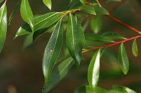 Attēlu rezultāti vaicājumam “Salix daphnoides leaf”