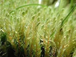 Attēlu rezultāti vaicājumam “Pohlia”