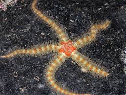 Attēlu rezultāti vaicājumam “Ophiotheca sp.”