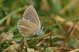 Attēlu rezultāti vaicājumam “Agrodiaetus amandus male”