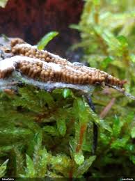 Attēlu rezultāti vaicājumam “Oligonema sp.”