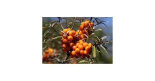 Attēlu rezultāti vaicājumam “Hippophae rhamnoides fruit”