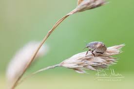 Attēlu rezultāti vaicājumam “Eurygaster testudinaria imago”
