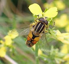 Attēlu rezultāti vaicājumam “Helophilus hybridus”