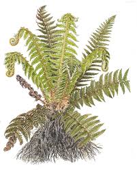 Attēlu rezultāti vaicājumam “Polystichum aculeatum”