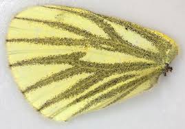 Attēlu rezultāti vaicājumam “Pieris napi underside”