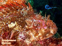 Image result for Scorpaena porcus