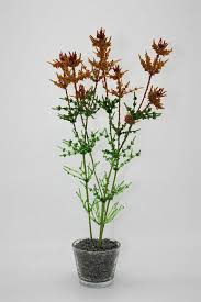 Attēlu rezultāti vaicājumam “Chara tomentosa”