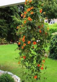 Image result for schwarzäugige Susanne