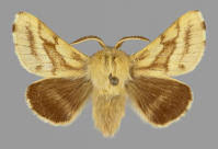 Attēlu rezultāti vaicājumam “Malacosoma castrensis”