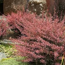 Attēlu rezultāti vaicājumam “Berberis thunbergii”