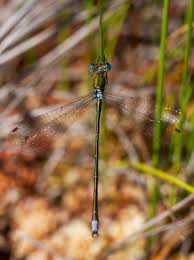Attēlu rezultāti vaicājumam “Lestes virens”