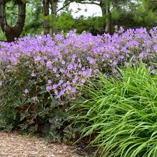 Attēlu rezultāti vaicājumam “Geranium pratense”