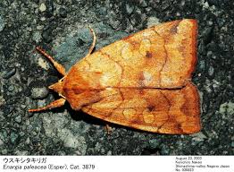 Attēlu rezultāti vaicājumam “Enargia paleacea”