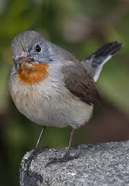 Image result for Ficedula albicilla