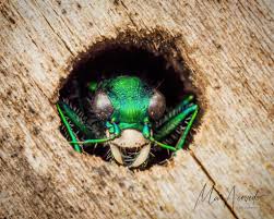 Attēlu rezultāti vaicājumam “Poecilus versicolor”