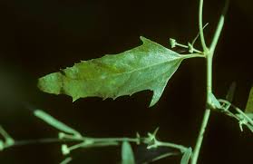 Attēlu rezultāti vaicājumam “Atriplex patula fruit”