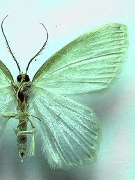 Attēlu rezultāti vaicājumam “Jodis putata”