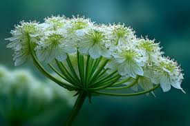 Attēlu rezultāti vaicājumam “Angelica sylvestris flower”